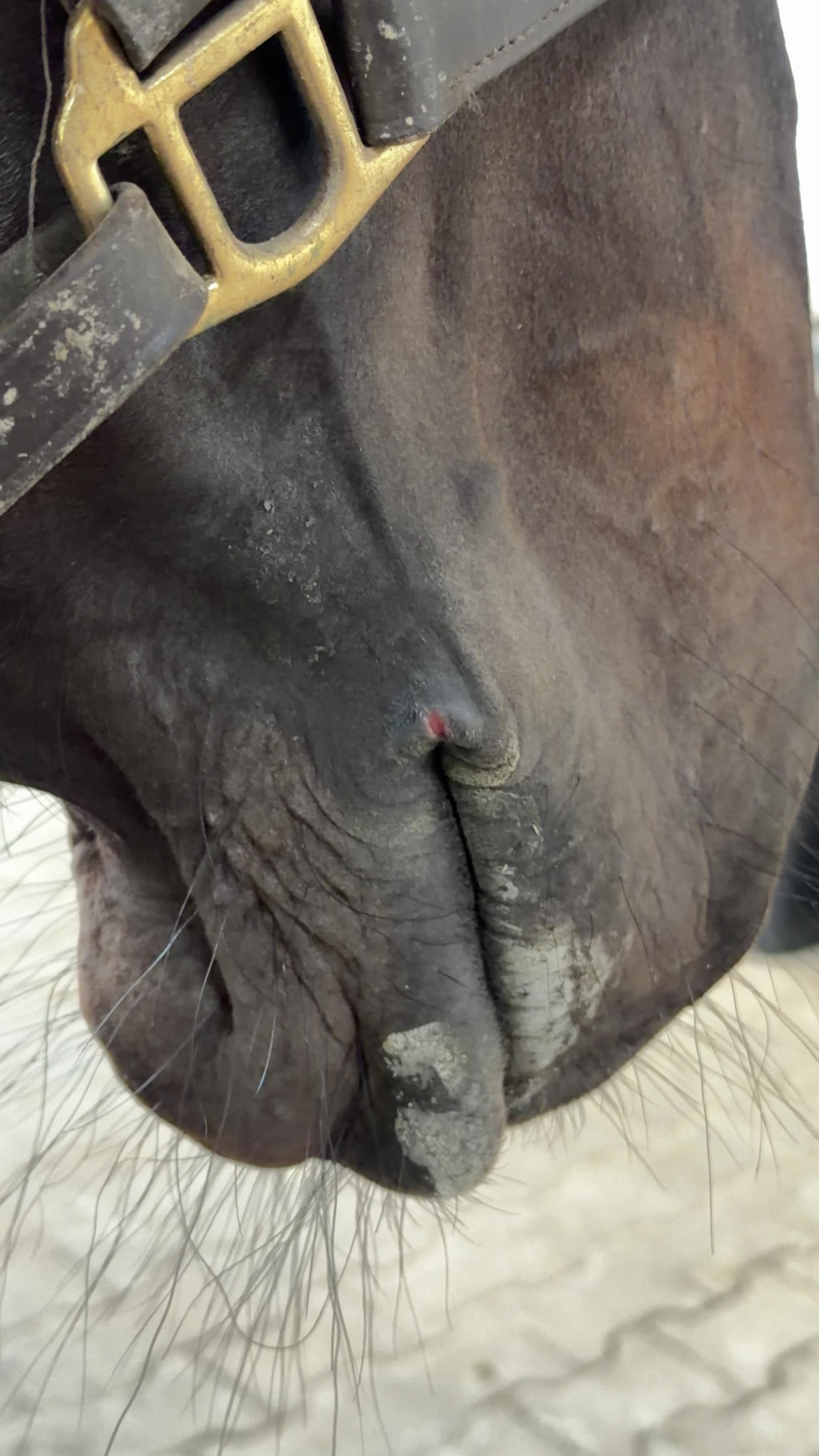 EQUI REPAIR Healing Ointment – Natural Equine Skin Repair | Nat Lab